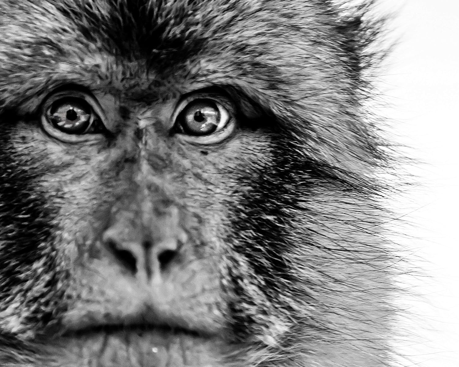 Amazon Com Monkey Photograph Animal Eyes Photo Mono Print For