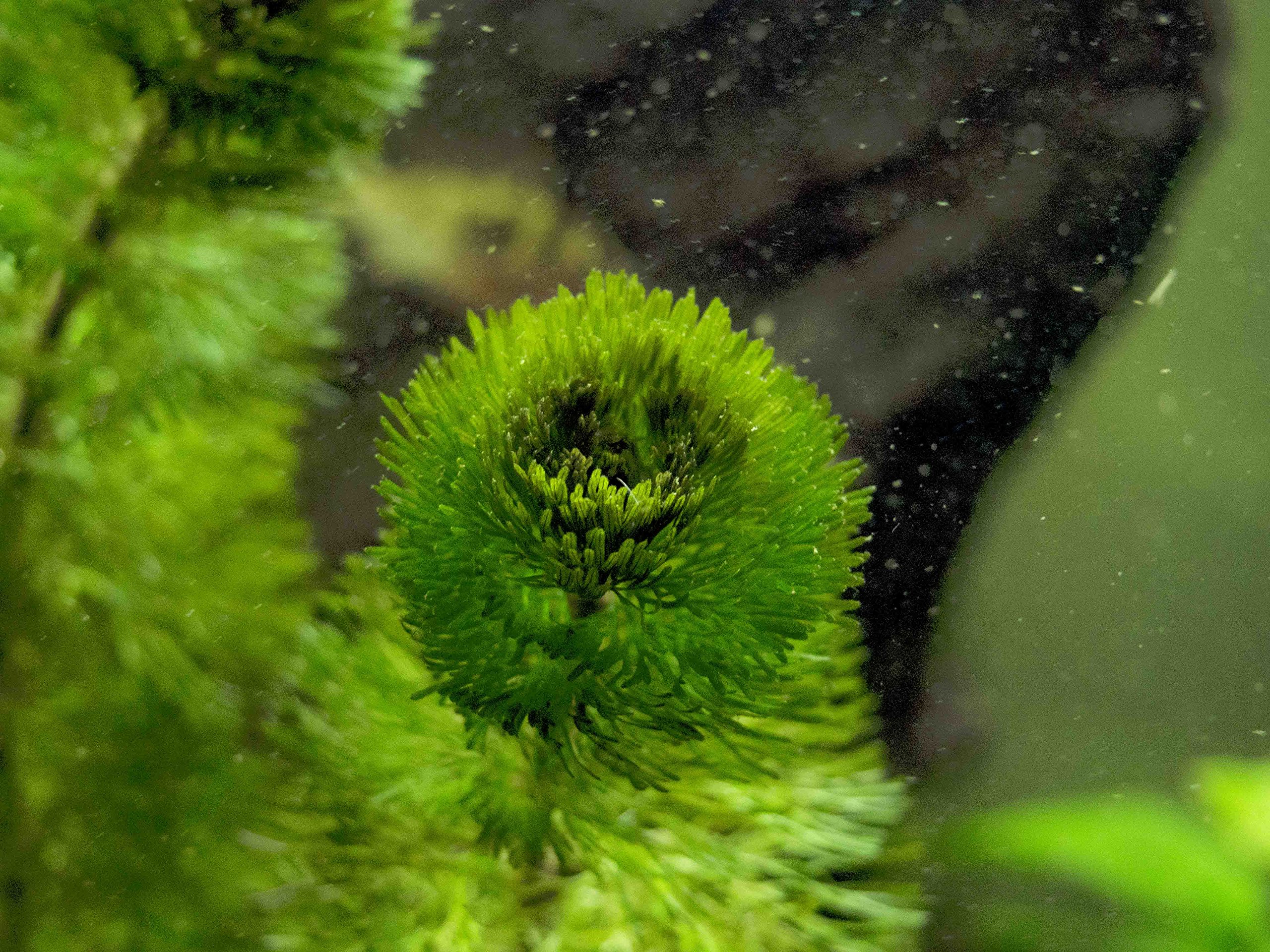 Fast Growing Aquarium Plant Package (1020 Gallon) Stem