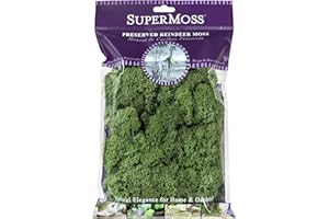 SuperMoss (23080) Reindeer Moss Preserved, Basil, 2 Ounces