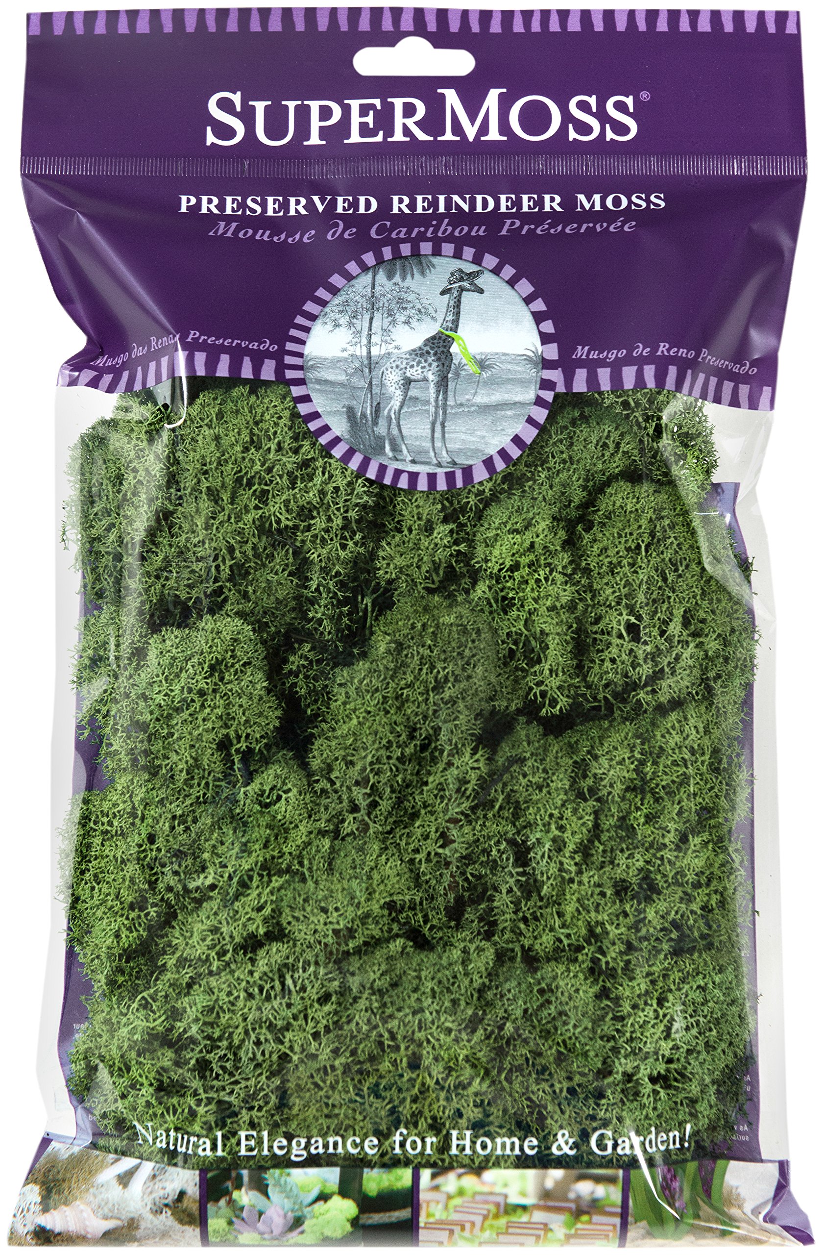 Photo 1 of SuperMoss (23080) Reindeer Moss Preserved, Basil, 2 Ounces