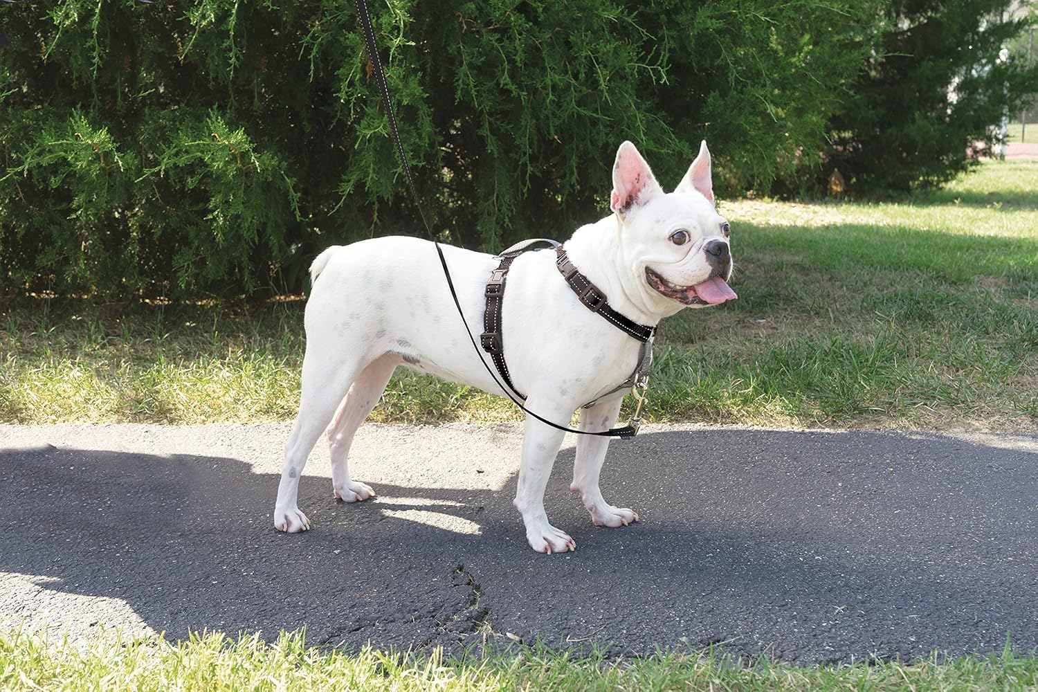 PetSafe 3-in-1 Harness, Comfortable Easy-Walk Dog Chest Harness with Front Leash Attachment to Reduce Pulling - Image 4