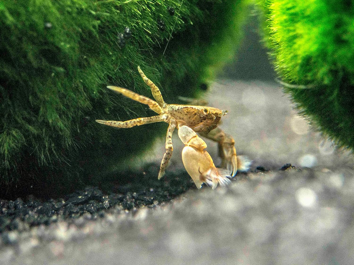 3 Live Pom Pom Crabs Ptychognathus Barbatus 5 1 Inch Young Adult Freshwater Crabs Fully Aquatic Crayfish Alternative By Aquatic Arts Amazon Ca Pet Supplies