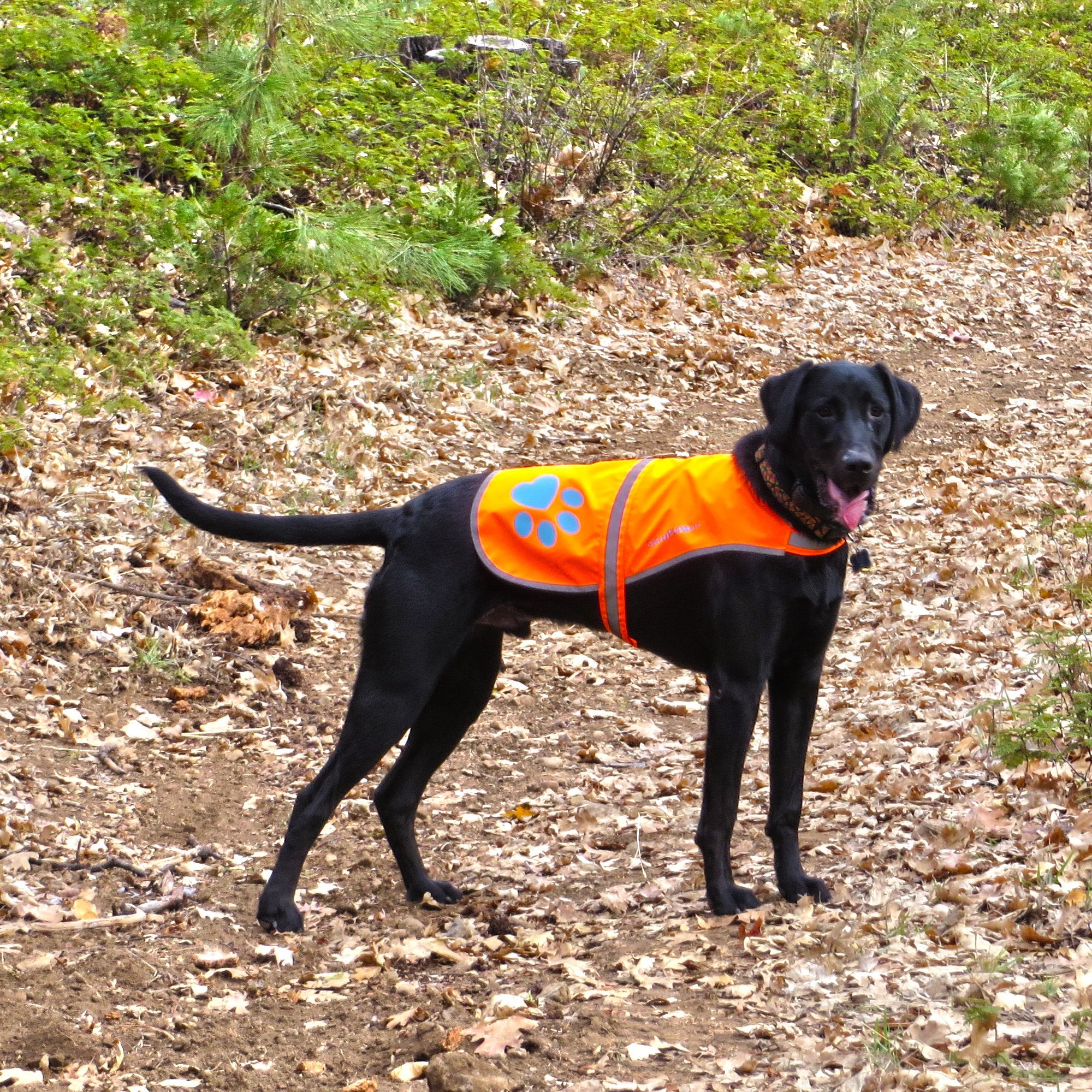 Dog Reflective Vest. Sizes To Fit Dogs 14 lbs To 130 lbs. Blaze Orange