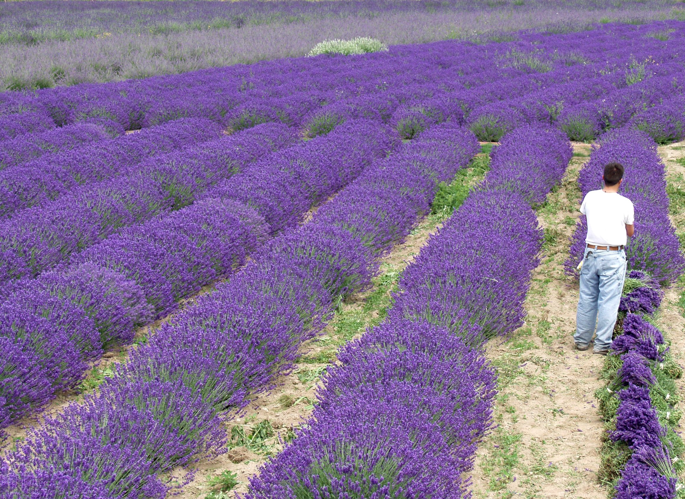 Findlavender Lavender GROSSO (Dark Purple Flowers) 4" Size Pot