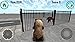 Bear Simulator Madness 3D