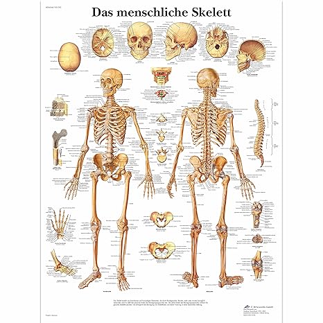 3B Scientific Lehrtafel laminiert - Das menschliche Skelett