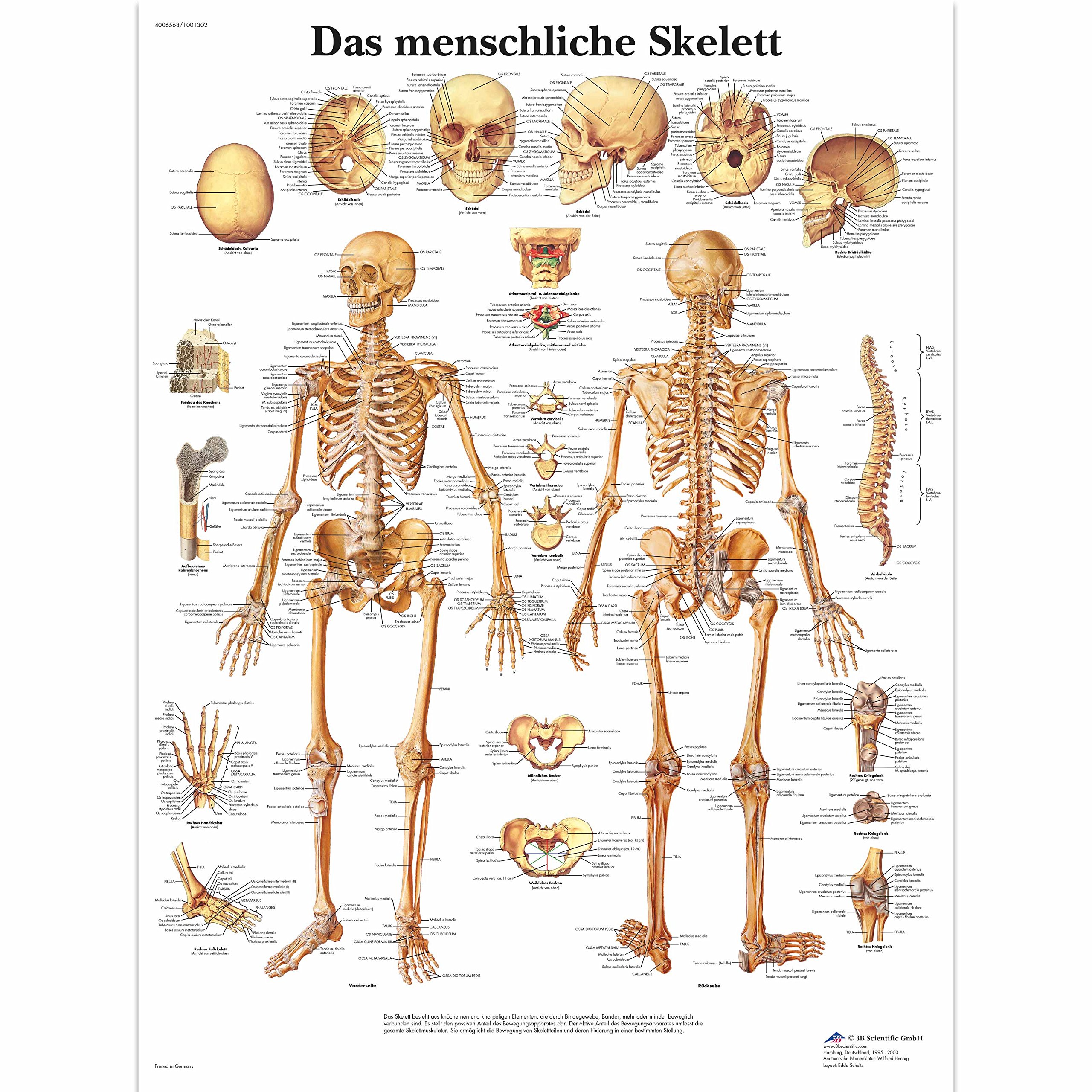 3B Scientific – Laminated Human Musculature Chart – UV & Dust-Protected Anatomy Poster for Study, Teaching & Clinics