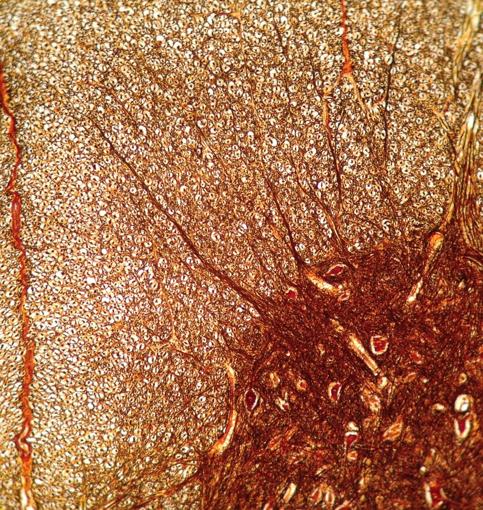 iDu Optics LabCam Microscope Adapter for iPhone 6/6S Buy Online in