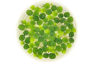 Water Spangle, Salvinia Minima, Live Aquarium/Aquatic/Freshwater/Floating/Pond Plant/Planted Tank/Aquascaping/Paludarium by Aquarium Plant Center (12 Plants, 60+ Leaves)