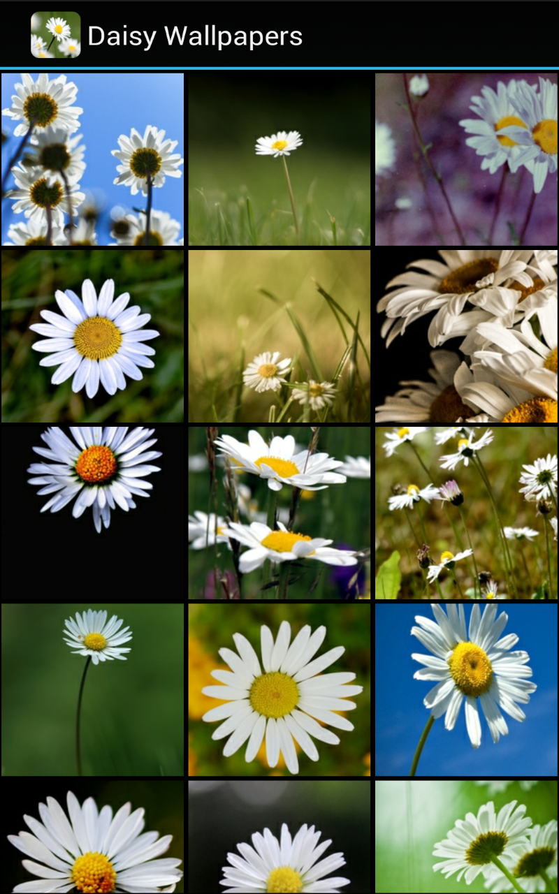 Daisy Wallpapers - Thumbnail 2