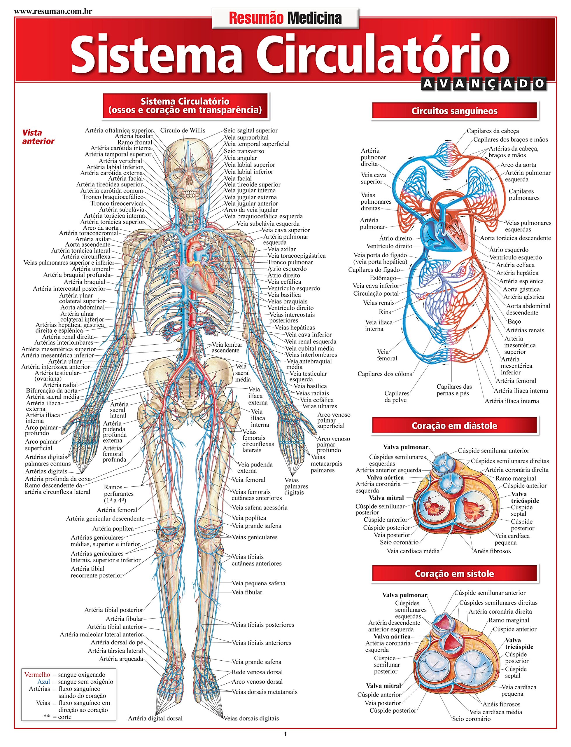 Sistema Circulatorio Avancado Vincent Perez 9788577113033 Amazon Com Books