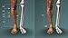 Visual Acupuncture 3D - Human