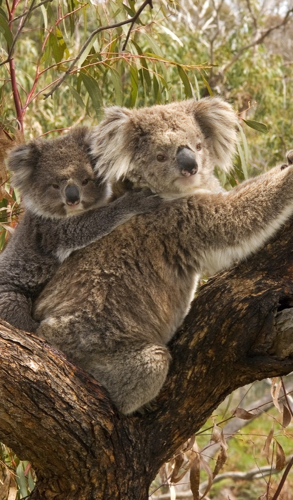 Koala Bear Wallpaper HD Wallpapers of Koala Bears! Amazon.ca