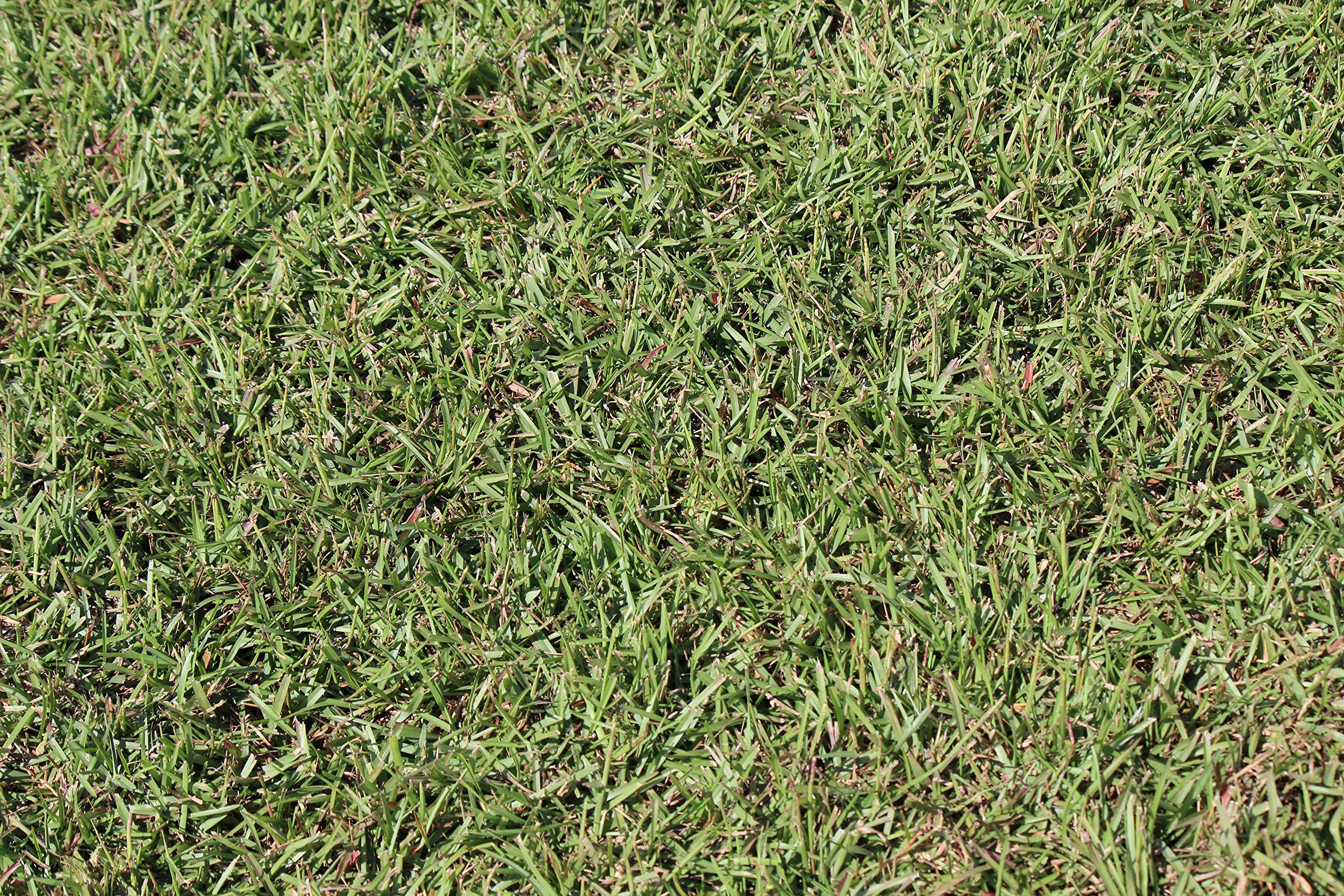 Centipede Grass Seed for a Dense Green Lawn, 1 lb Coated Seeds, Sun and