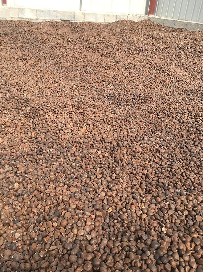 Oil tea camellia seed extract Tea 50 Kilogram