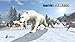 Arctic Polar Bear
