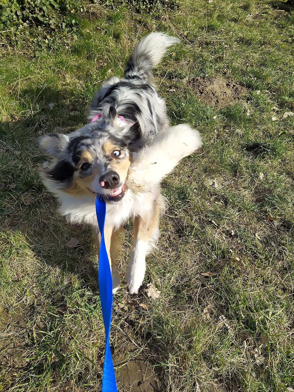 DINGO dog toy - sheepskin chaser with long violet lead 130 cm, agility motivation reward tug for training and fun 15582 - Image 5