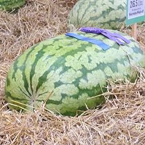 Giant 'Russian' Watermelon Seeds - Organic, World Record 132kg Potential, Pack Of 10 For Home Garden