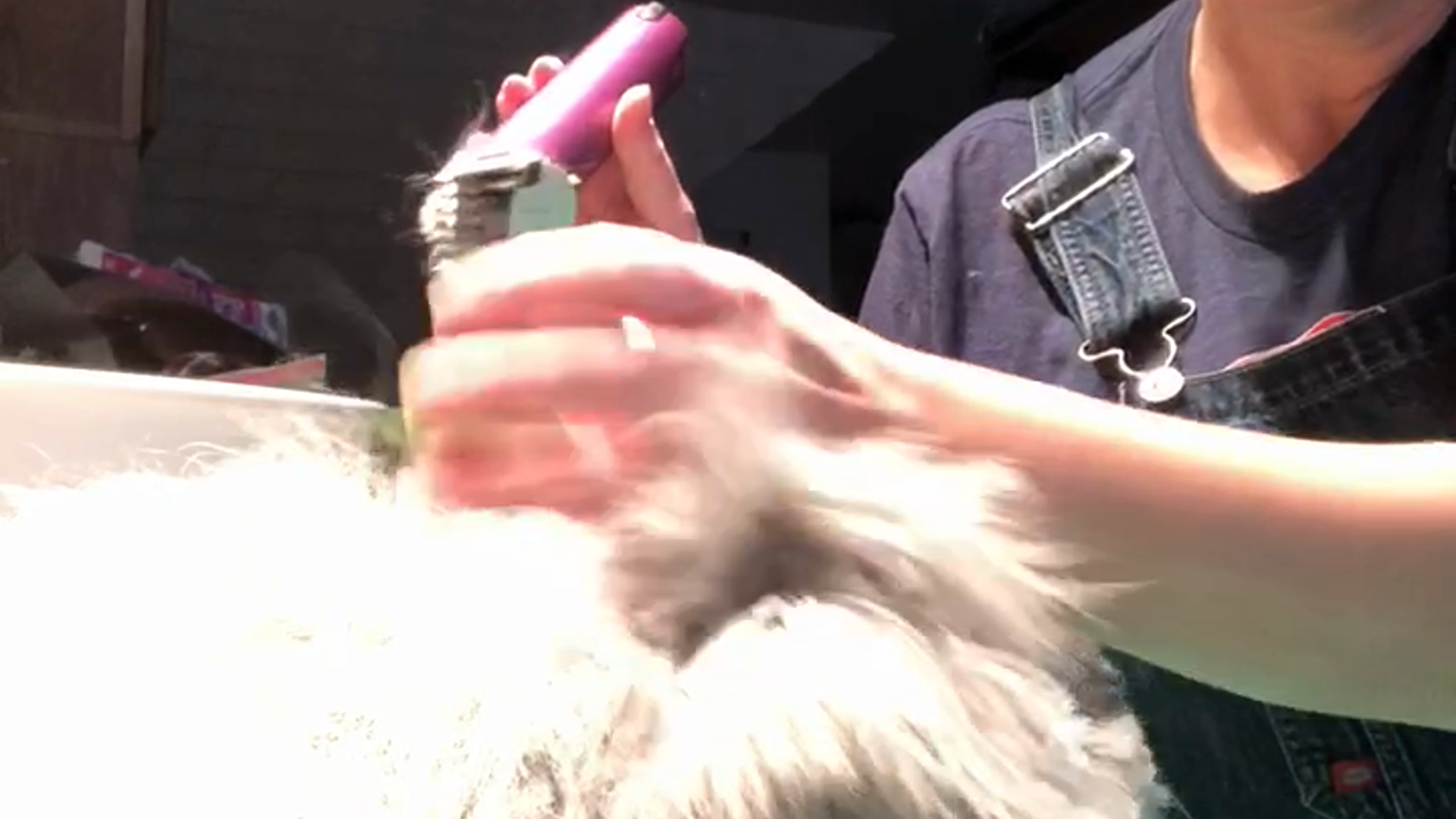 Angora Rabbit Shearing Clippers