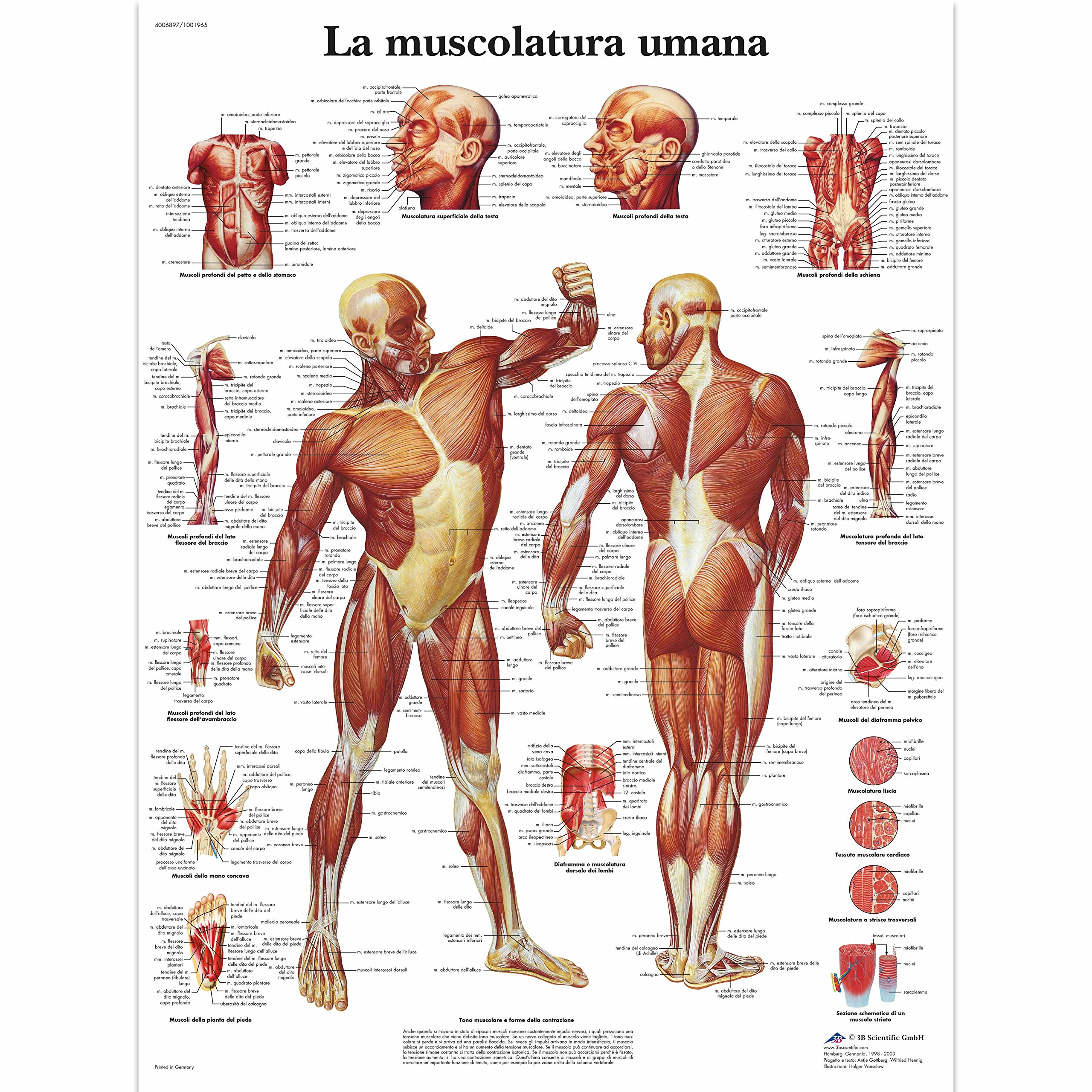 3B Scientific vr4118 The Muscles, 1