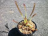 Carnivorous Cape Sundew (Drosera Capensis) Plant 3