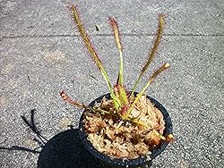 Carnivorous Cape Sundew (Drosera Capensis) Plant 3