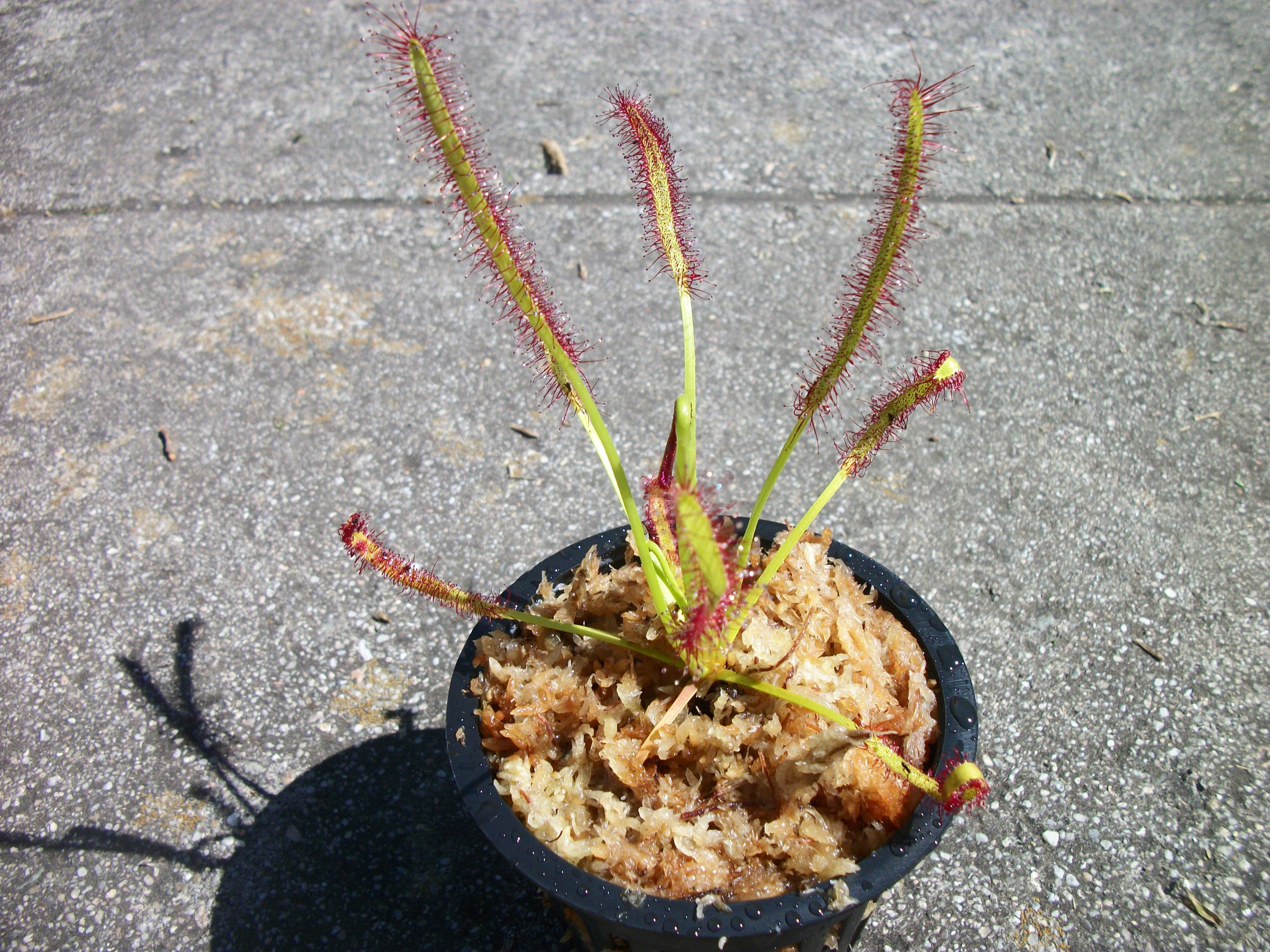 Carnivorous Cape Sundew (Drosera Capensis) Plant 3