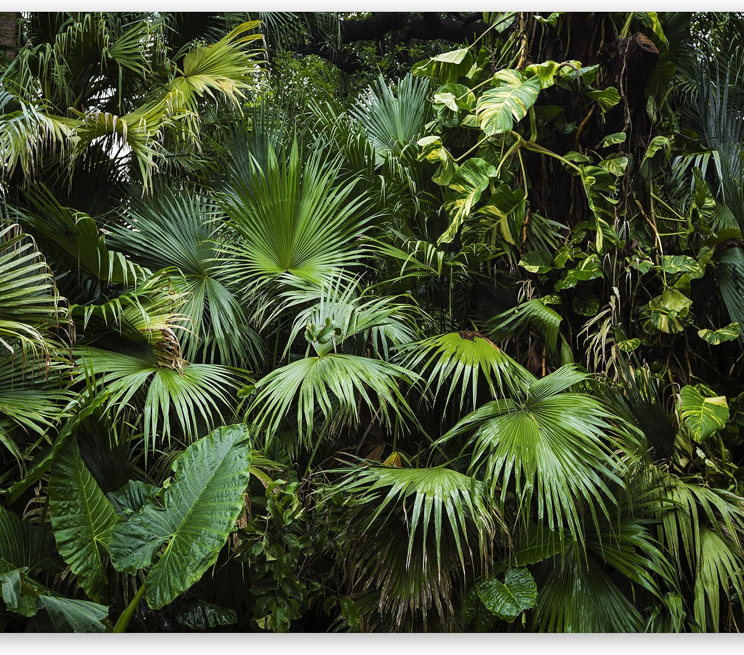 Amazon.com: artgeist Wall Mural Tropical 157"x110" XXL Non-Woven