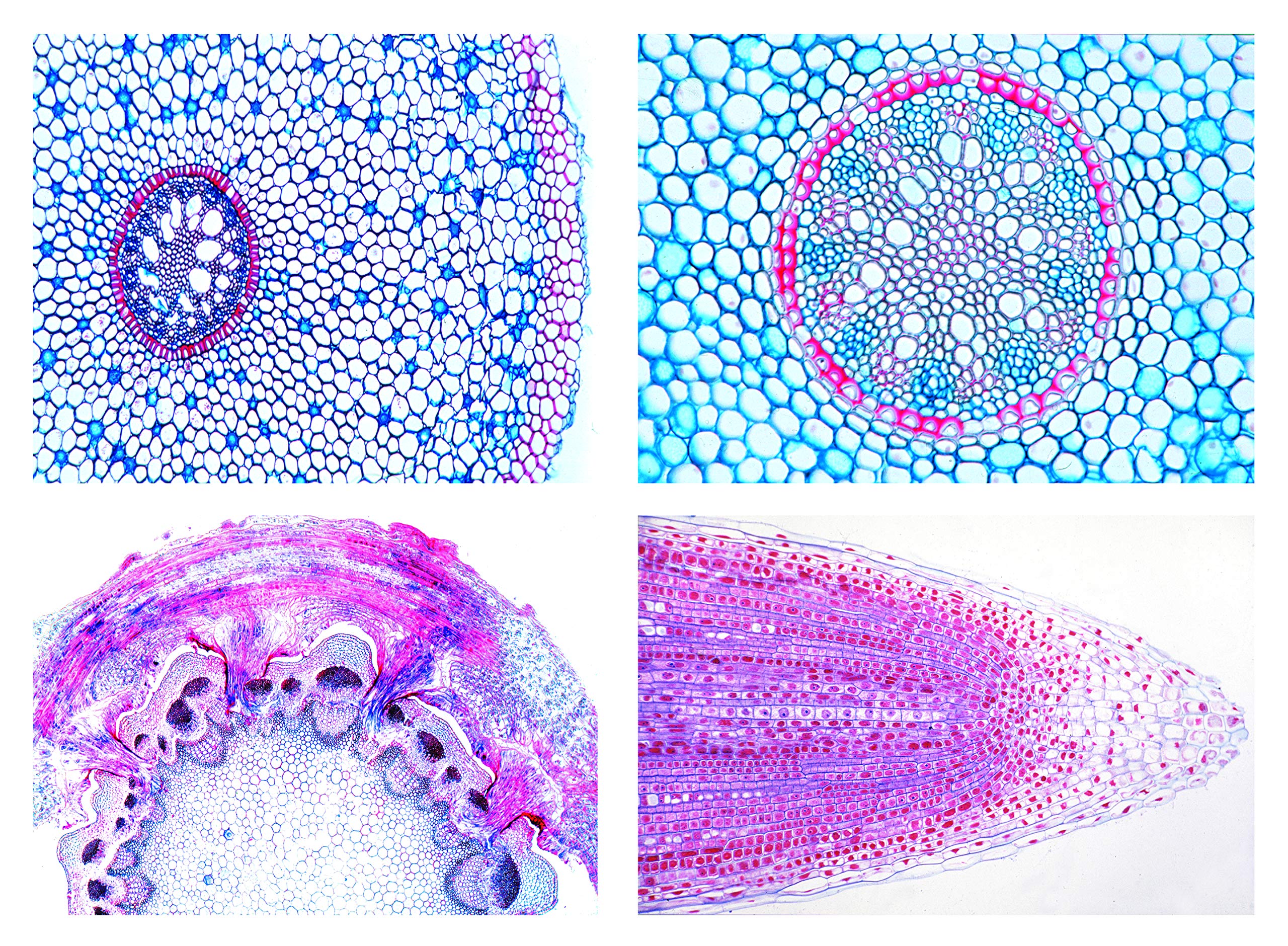3B Scientific Biology Microscopy Microproparates Series_ Flowering plants (Magnoliopsida): Cells and tissues