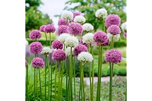 GSB GARDEN STATE BULB Garden State Bulb Wild About Mixed Allium Flower Bulbs, 10/12cm, Fall Planting (Bag of 25)