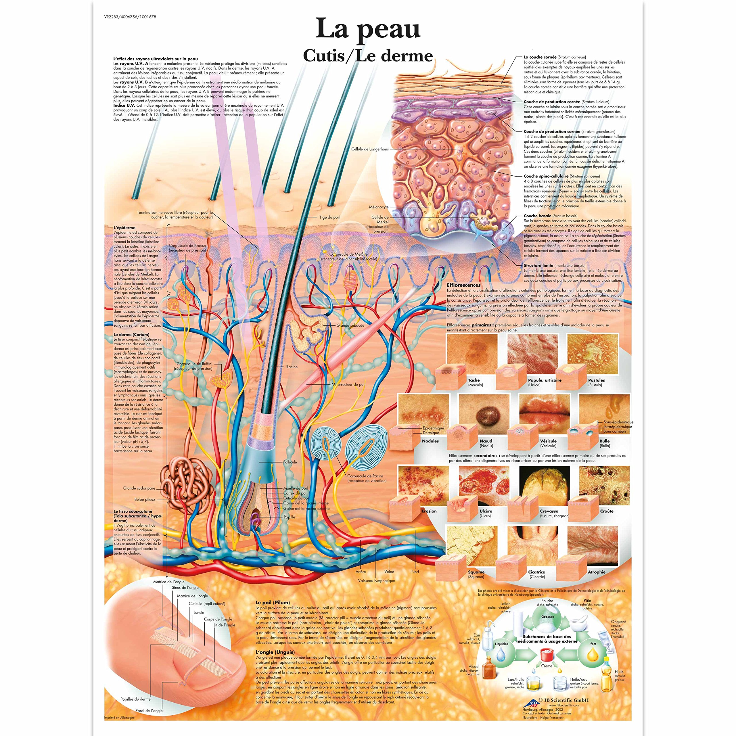 3B Scientific - anatomical board