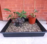 Britten & James 80 x 80cm Large Deep Tray Black Garden & Utility Tray view 4