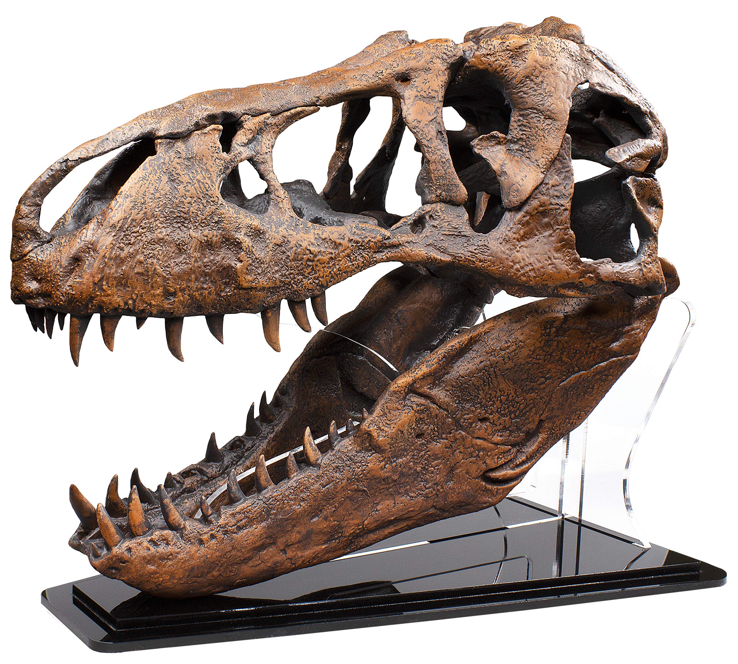Buy Smithsonian Nation's T. rex QuarterScale Fossil Skull Replica