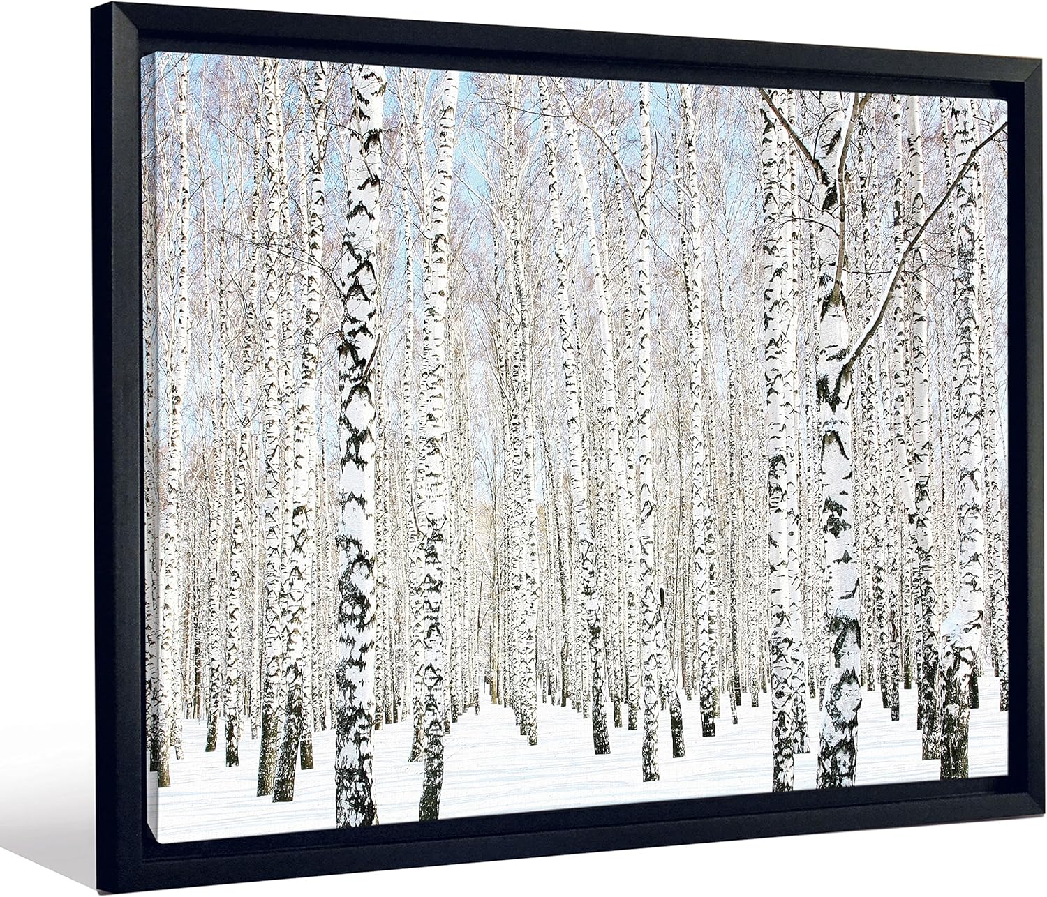 JP London Framed Lines of Birch Trees in Winter Snow