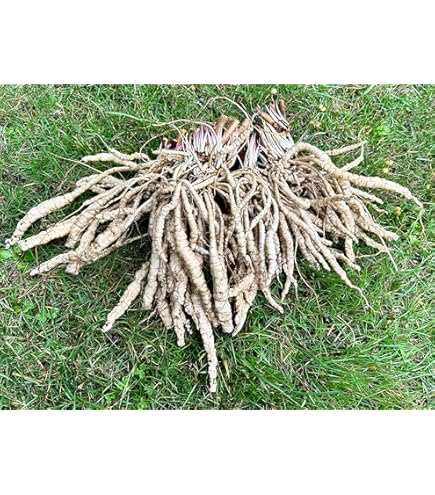 Sansevieria stuckyi Dracaena stuckyi 2 Fresh Root for Growing ThaiGarden :  Amazon.ca: Patio, Lawn & Garden