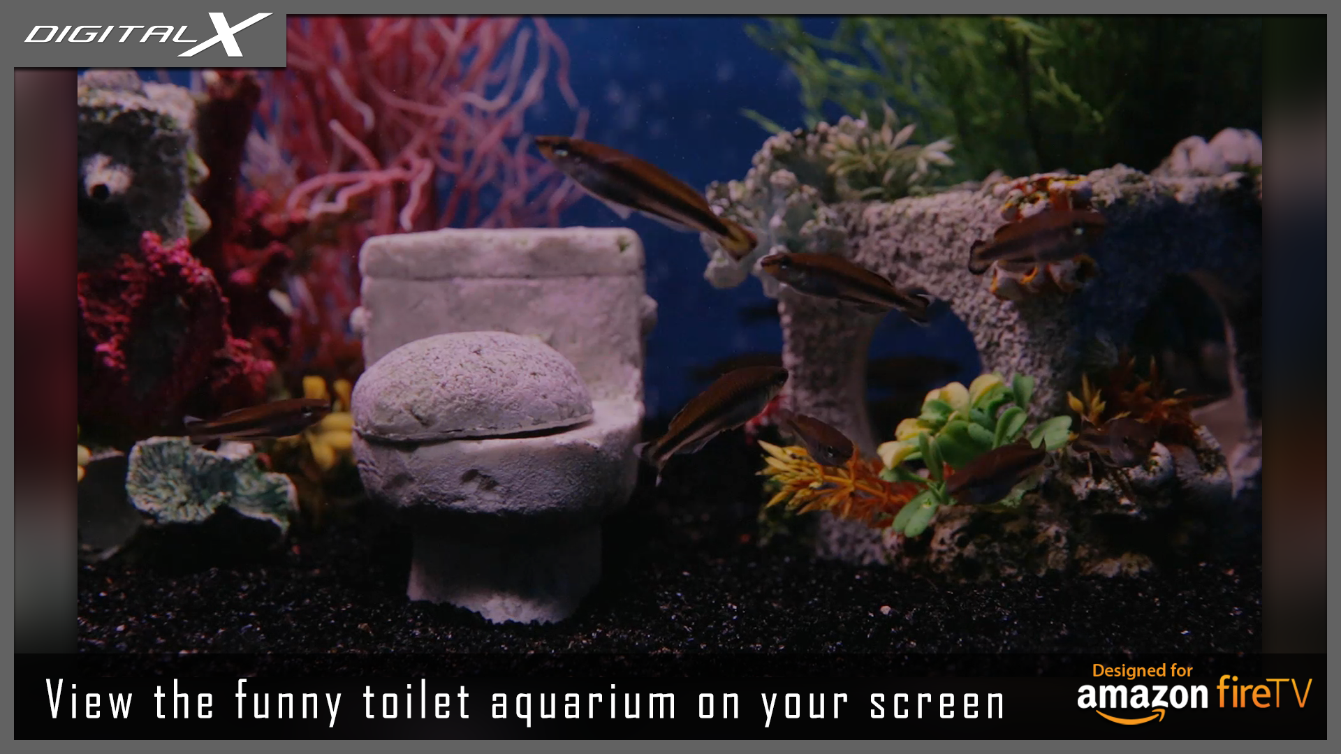 Toilet Tank aquarium