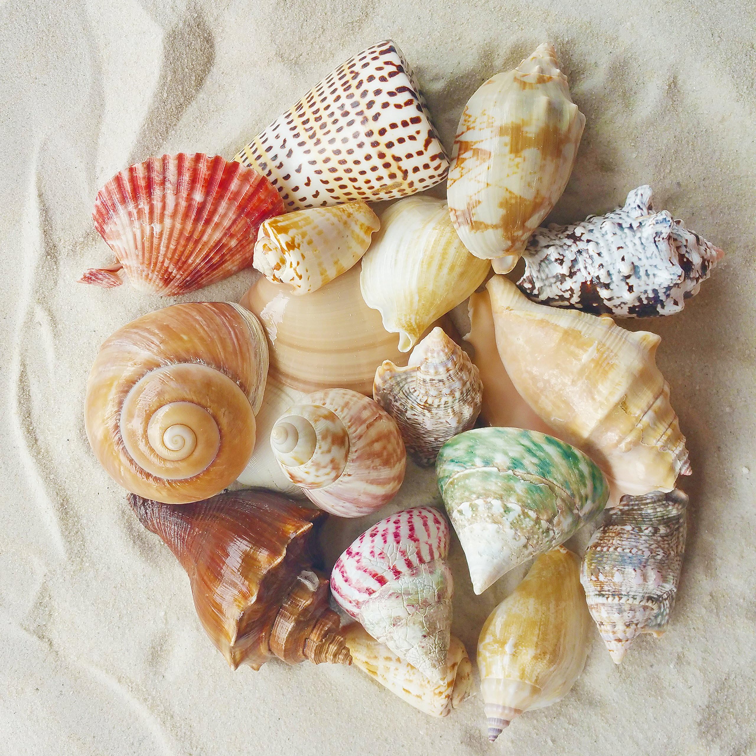 Tumbler Home Polished Sea Shells with Bag of White Sand | Mixed Color and Size Shell and 2 Pounds of White Sand | Beach Decor - Wedding