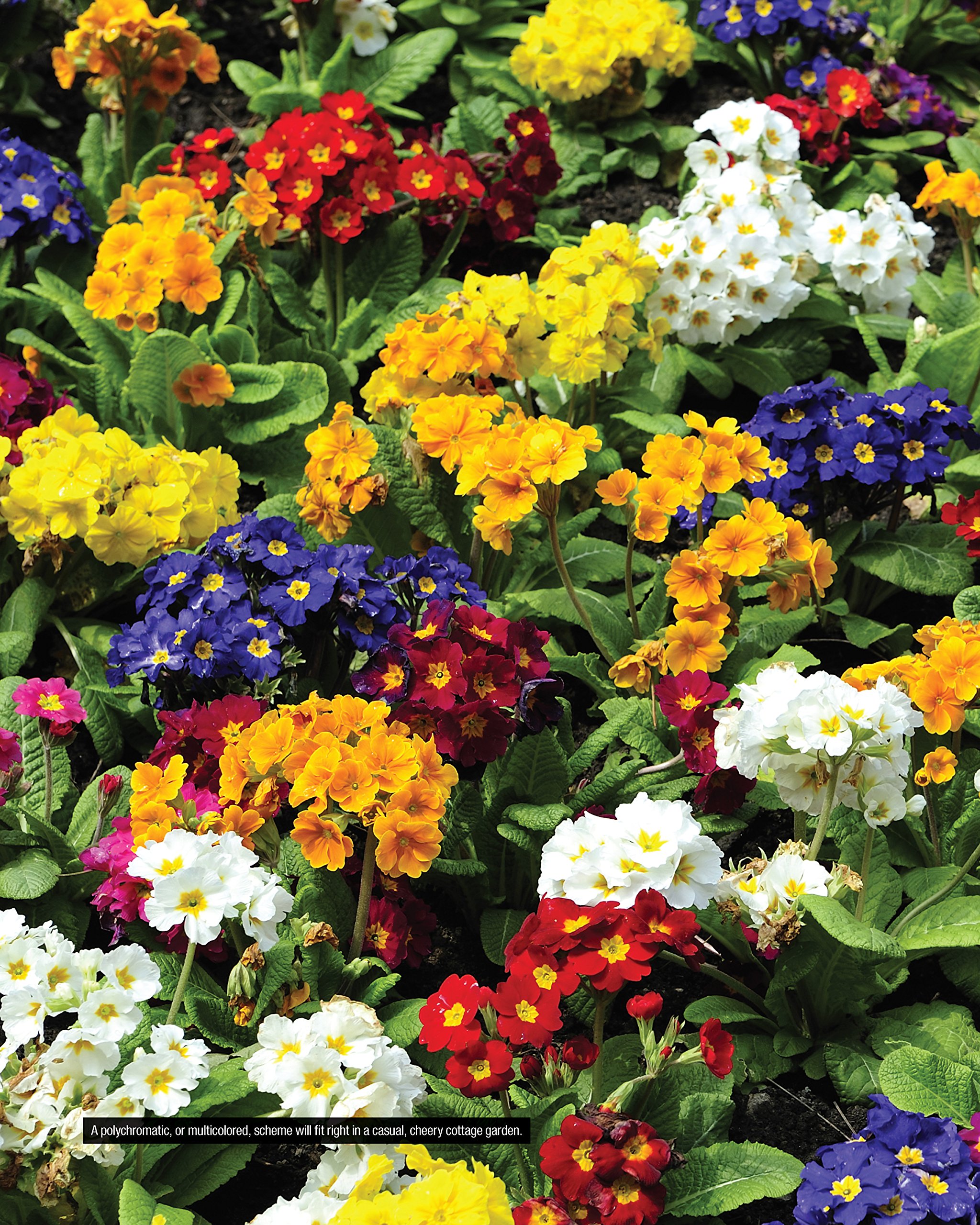 Annuals, Perennials, and Bulbs: 377 Flower Varieties for a Vibrant Garden (Creative Homeowner) 600 Photos and Over 40 Step-by-Step Sequences to Help Design, Improve, & Maintain Your Landscape