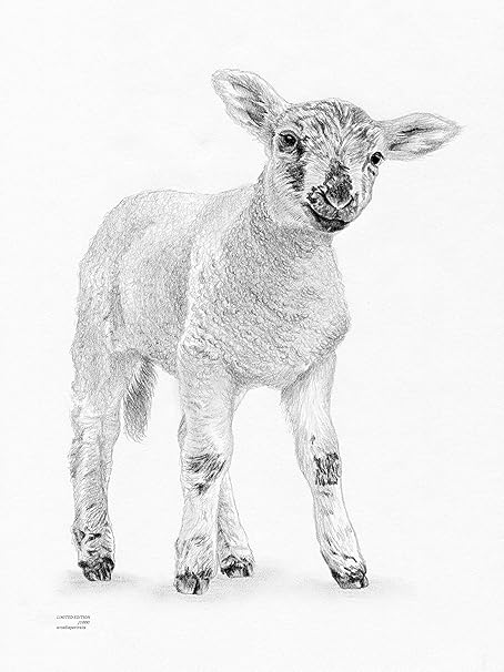 Agneau Bebe Mouton Ideal Comme Chambre D Enfant D Impression Edition Limitee Art Dessin Imprime Signee Par L Artiste Britannique Amazon Fr Cuisine Maison