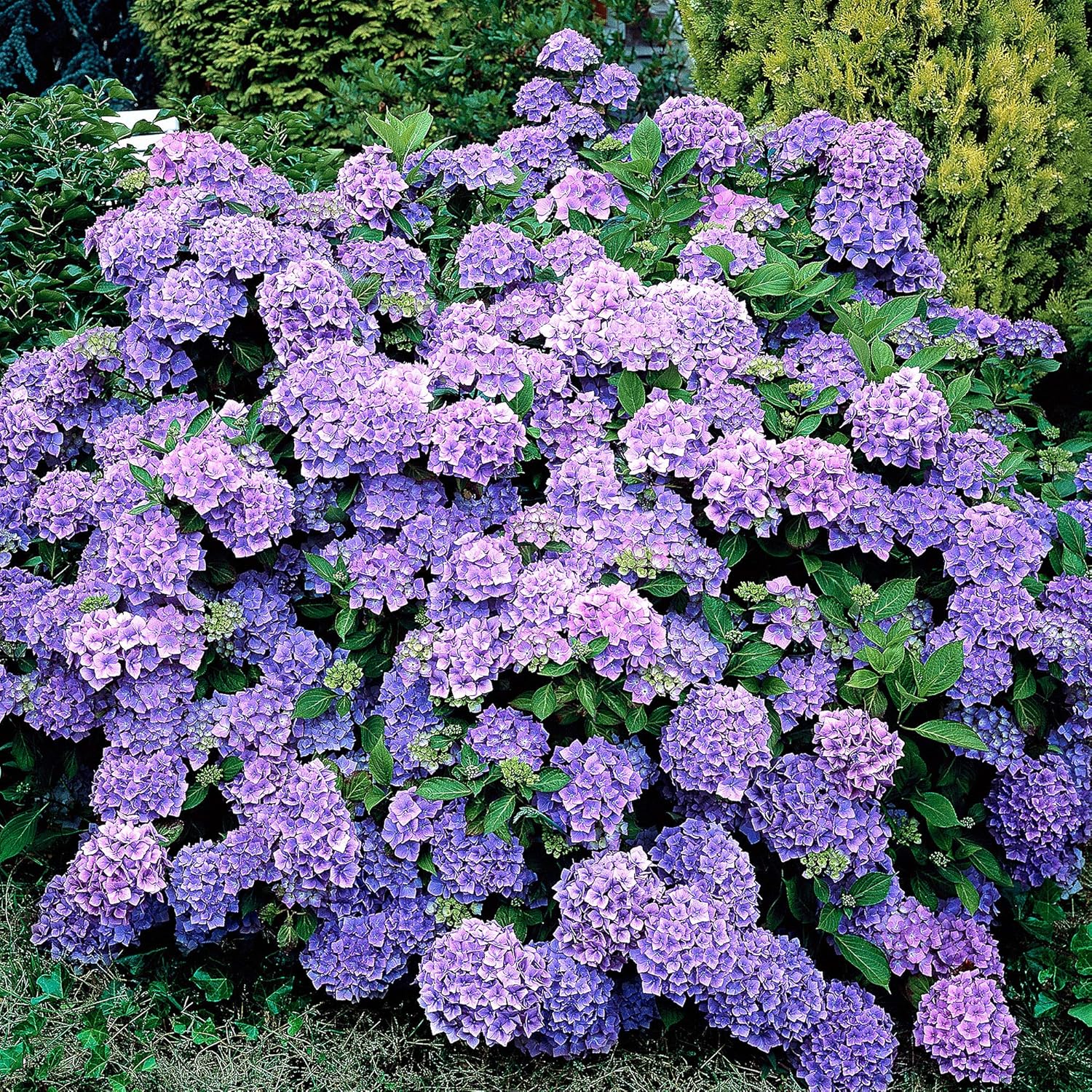 Гортензия крупнолистная Рената