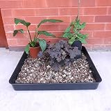 Britten & James 60 x 60cm Deep Tray Black Large Square Super Tray view 4
