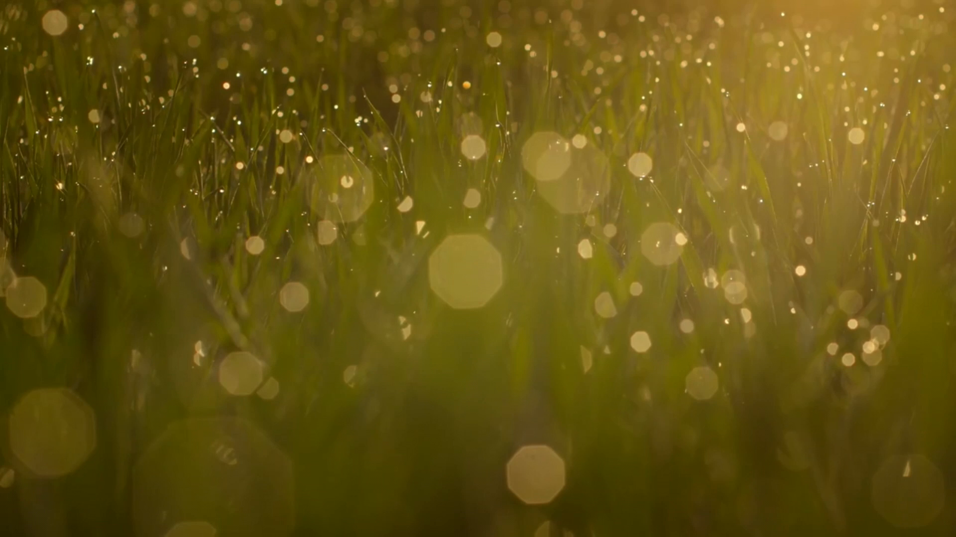 Set Regalo Mujer Flor de Cerezo: 1 gel de ducha/bano de burbujas 250 ml