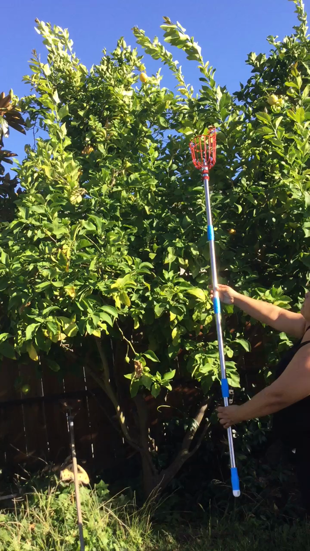 Customer reviews COCONUT Fruit Picker Tool, Fruit Picker