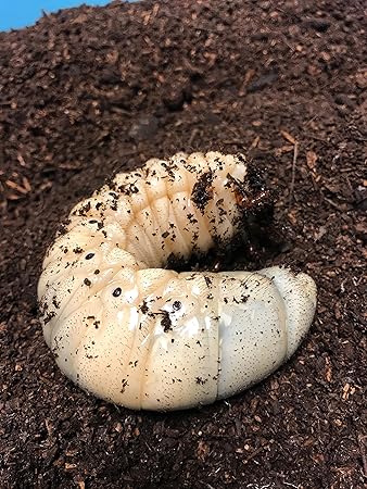 Amazon ネプチューンオオカブト3令初期幼虫 外国産カブトムシ専門店 昆虫 通販 Amazon ネプチューンオオカブト3令初期幼虫 外国産カブトムシ専門店 昆虫 通販