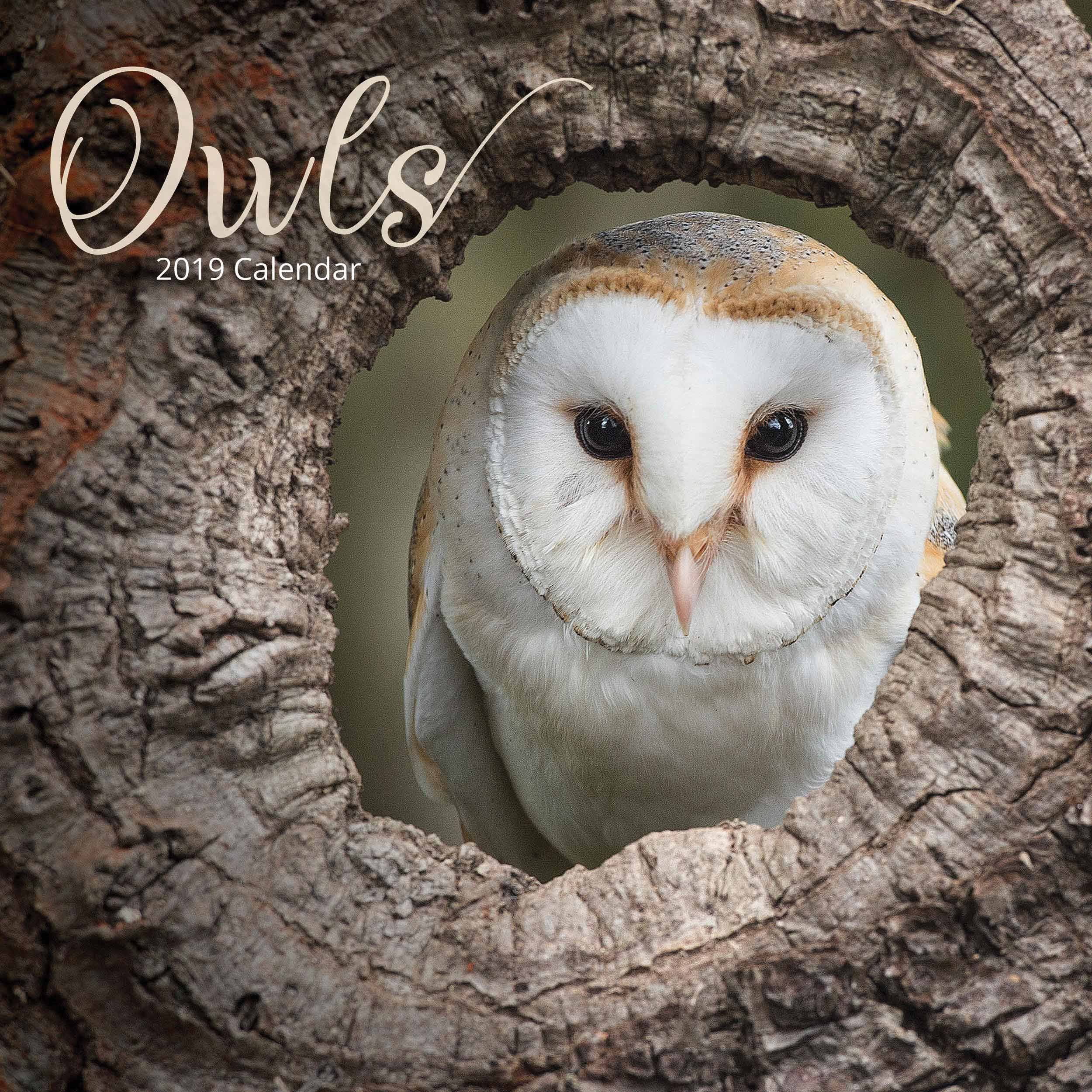 Owls W 2019