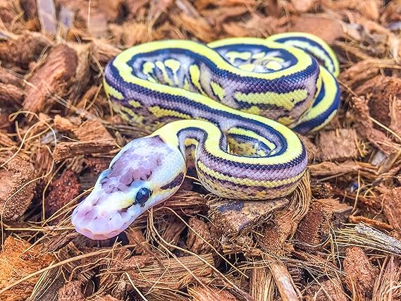 snake bedding ball python