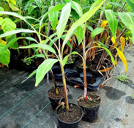 Musa nagensium Nagaland Banane essbare Früchte winterhart