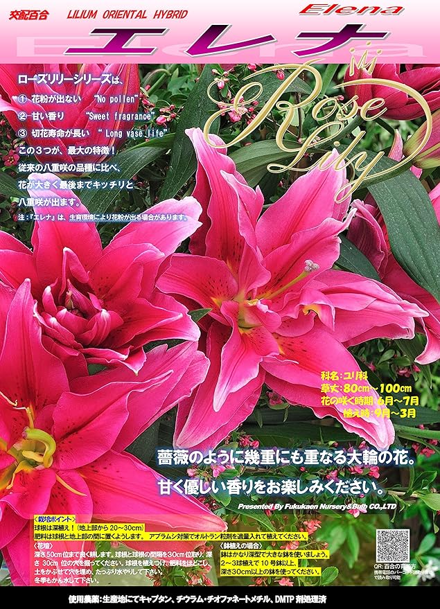 Amazon ゴージャスな八重咲百合球根 ローズリリー エレナ 大球 3球 球根