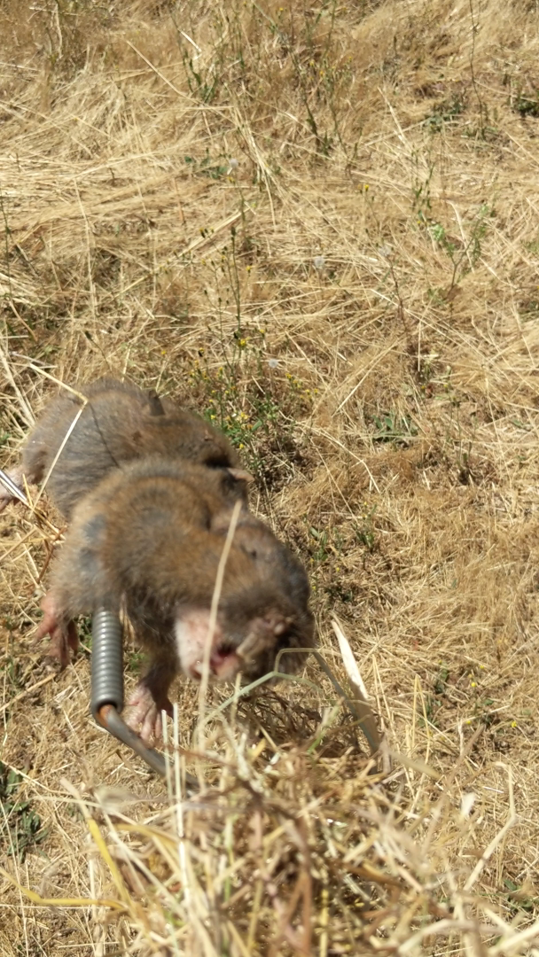 Six Pack of DK1 Gopher Traps. Pocket Gopher Traps