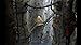 Machinarium